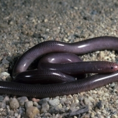 Anilios nigrescens (Blackish Blind Snake) at Googong Foreshore - 14 Sep 1985 by wombey