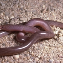 Anilios nigrescens at Yarrow, NSW - 15 Sep 1985