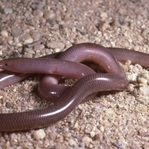 Anilios nigrescens at Yarrow, NSW - 15 Sep 1985