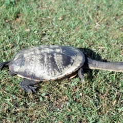 Chelodina longicollis (Eastern Long-necked Turtle) at Goulburn Mulwaree Council - 3 Dec 1975 by wombey