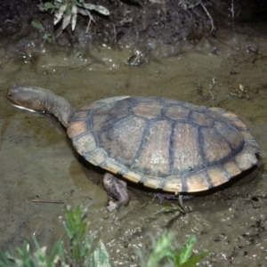 Chelodina longicollis at Gungahlin, ACT - 15 Oct 1977