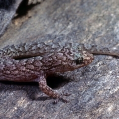 Christinus marmoratus (Southern Marbled Gecko) at Belconnen, ACT - 30 Aug 1978 by wombey