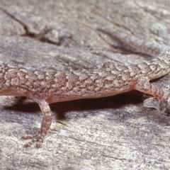 Christinus marmoratus at Belconnen, ACT - 31 Aug 1978 12:00 AM