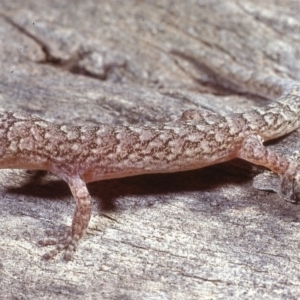 Christinus marmoratus at Belconnen, ACT - 31 Aug 1978 12:00 AM