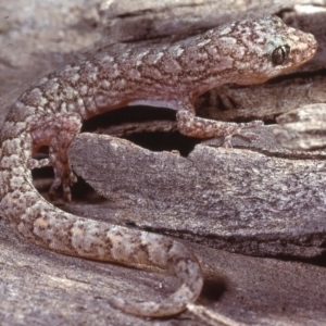 Christinus marmoratus at Belconnen, ACT - 31 Aug 1978 12:00 AM