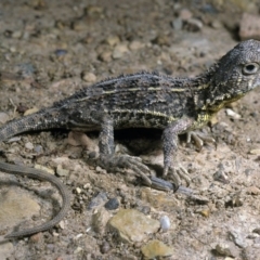 Tympanocryptis lineata (Canberra Grassland Earless Dragon, Lined Earless Dragon) at Hume, ACT - 31 Oct 1991 by wombey