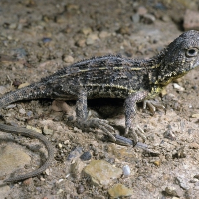 Tympanocryptis lineata (Canberra Grassland Earless Dragon, Lined Earless Dragon) at Hume, ACT - 31 Oct 1991 by wombey