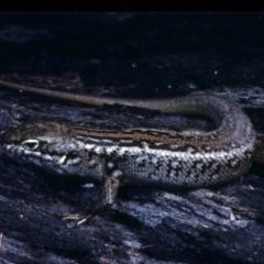 Liopholis whitii (White's Skink) at Nadgee, NSW - 29 Nov 1977 by wombey