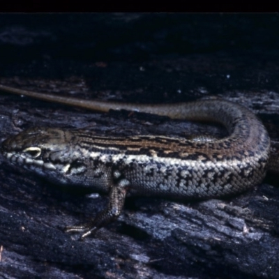 Liopholis whitii (White's Skink) at Nadgee, NSW - 28 Nov 1977 by wombey