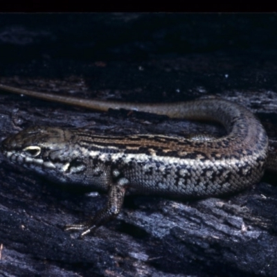 Liopholis whitii (White's Skink) at Nadgee, NSW - 29 Nov 1977 by wombey