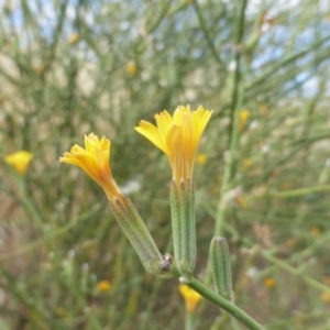 Chondrilla juncea at Garran, ACT - 16 Jan 2016