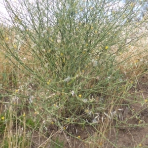 Chondrilla juncea at Garran, ACT - 16 Jan 2016