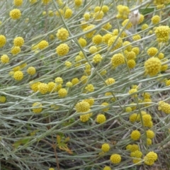 Calocephalus citreus (Lemon Beauty Heads) at O'Malley, ACT - 15 Jan 2016 by Mike