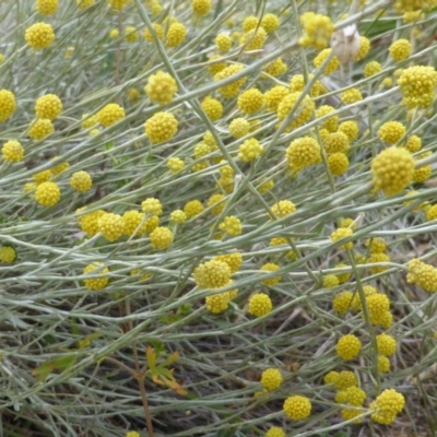 Calocephalus citreus (Lemon Beauty Heads) at O'Malley, ACT - 16 Jan 2016 by Mike