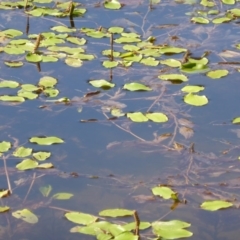 Potamogeton sulcatus (Pondweed) at Isaacs Ridge - 14 Jan 2016 by Mike