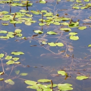 Potamogeton sulcatus at Isaacs Ridge - 15 Jan 2016 10:12 AM