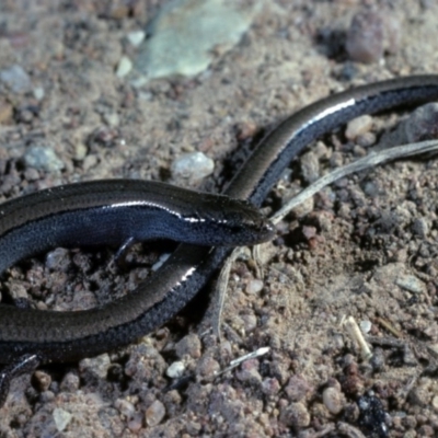 Hemiergis talbingoensis (Three-toed Skink) at Sutton, NSW - 22 Jan 1981 by wombey