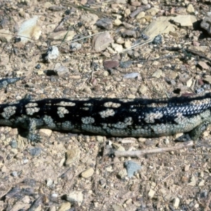 Tiliqua nigrolutea at Nimmitabel, NSW - 7 Feb 1976 12:00 AM