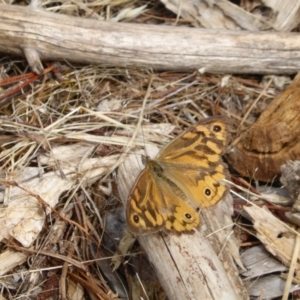 Heteronympha merope at Isaacs, ACT - 3 Jan 2016