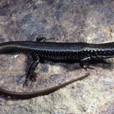 Eulamprus heatwolei (Yellow-bellied Water Skink) at Nadgee, NSW - 27 Nov 1977 by wombey