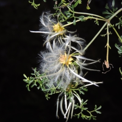 Clematis leptophylla (Small-leaf Clematis, Old Man's Beard) at Tuggeranong Hill - 23 Nov 2015 by michaelb