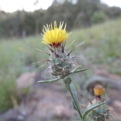 Centaurea melitensis (Maltese Cockspur, Cockspur Thistle) at Tuggeranong Hill - 23 Nov 2015 by michaelb