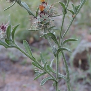 Centaurea melitensis at Calwell, ACT - 23 Nov 2015