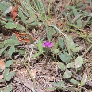 Glycine tabacina at Bonython, ACT - 24 Jan 2016 07:58 PM