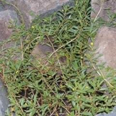 Ludwigia peploides subsp. montevidensis at Bonython, ACT - 24 Jan 2016