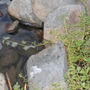 Ludwigia peploides subsp. montevidensis at Bonython, ACT - 24 Jan 2016