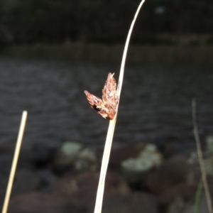 Schoenoplectus pungens at Bonython, ACT - 24 Jan 2016