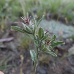 Centaurea melitensis (Maltese Cockspur, Cockspur Thistle) at Calwell, ACT - 23 Nov 2015 by michaelb