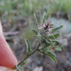 Centaurea melitensis at Calwell, ACT - 23 Nov 2015