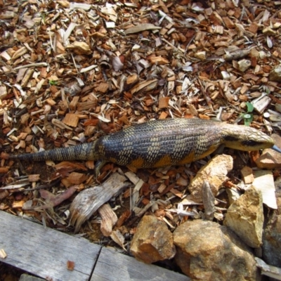 Tiliqua scincoides scincoides (Eastern Blue-tongue) at Cook, ACT - 25 Jan 2016 by CathB