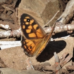 Geitoneura klugii (Marbled Xenica) at Mount Clear, ACT - 19 Jan 2016 by JohnBundock