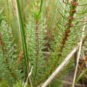 Myriophyllum crispatum at Isaacs Ridge - 22 Jan 2016 10:36 AM