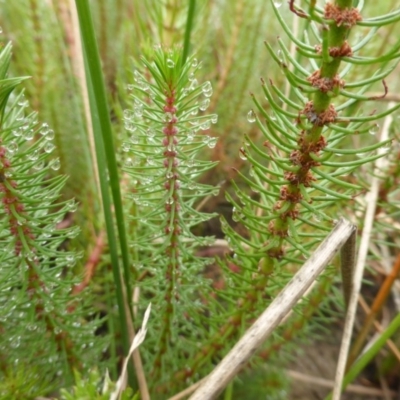 Myriophyllum crispatum (Water Millfoil) at Isaacs Ridge - 22 Jan 2016 by Mike