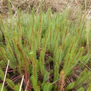 Myriophyllum simulans at Isaacs Ridge - 22 Jan 2016