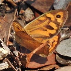 Heteronympha merope (Common Brown Butterfly) at Mount Clear, ACT - 19 Jan 2016 by JohnBundock