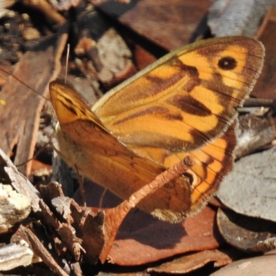 Heteronympha merope (Common Brown Butterfly) at Namadgi National Park - 18 Jan 2016 by JohnBundock