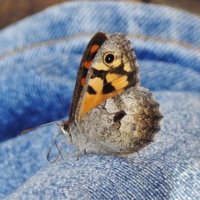 Geitoneura klugii (Marbled Xenica) at Namadgi National Park - 18 Jan 2016 by JohnBundock