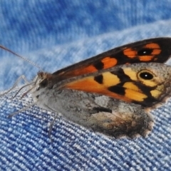 Geitoneura klugii at Mount Clear, ACT - 19 Jan 2016