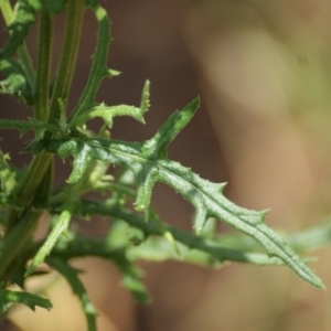 Senecio bathurstianus at Red Hill, ACT - 23 Dec 2015