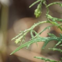 Senecio bathurstianus at Red Hill, ACT - 23 Dec 2015 01:55 PM