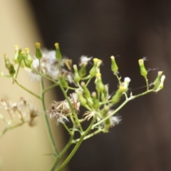 Senecio bathurstianus at Red Hill, ACT - 23 Dec 2015 01:55 PM