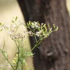 Senecio bathurstianus at Red Hill, ACT - 23 Dec 2015