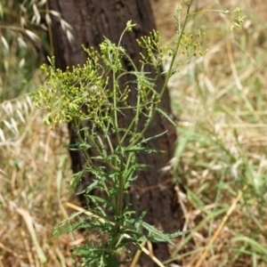 Senecio bathurstianus at Red Hill, ACT - 23 Dec 2015 01:55 PM