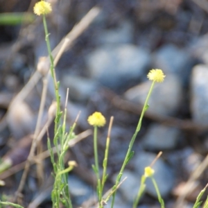 Calotis lappulacea at Garran, ACT - 16 Jan 2016 06:50 PM