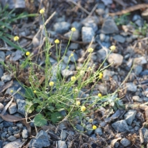 Calotis lappulacea at Garran, ACT - 16 Jan 2016 06:50 PM