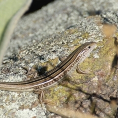 Ctenotus robustus (Robust Striped-skink) at Garran, ACT - 28 Dec 2015 by roymcd